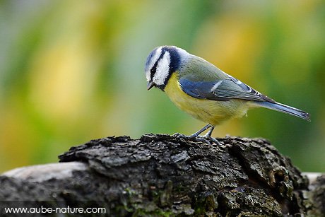 Mésange sur fond coloré
