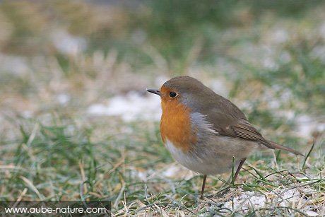 Rouge-gorge