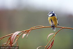 Mésange bleue au 200mm