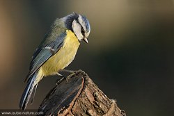 Mésange bleue
