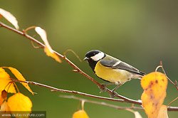 Mésange charbonnière sur branche de bouleau