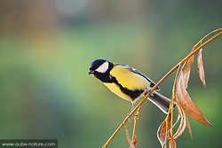 Mésange charbonnière sur branche de saule