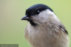 Mésange nonette, portrait au 150mm macro