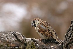 Moineau domestique sur fond d'automne