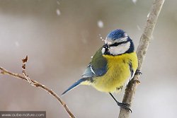 Mésange bleue sous la neige