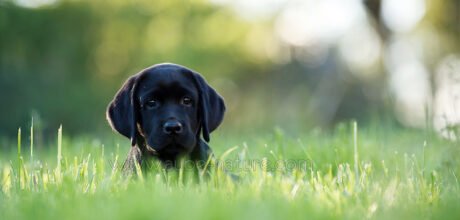 Chiot labrador dans la nature Chiot labrador dans la nature