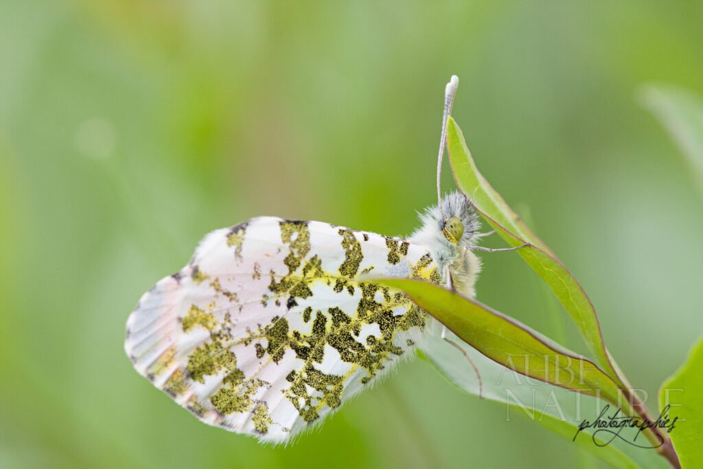 Papillon Aurore — Anthocharis cardamines - sur le site du Teknival
