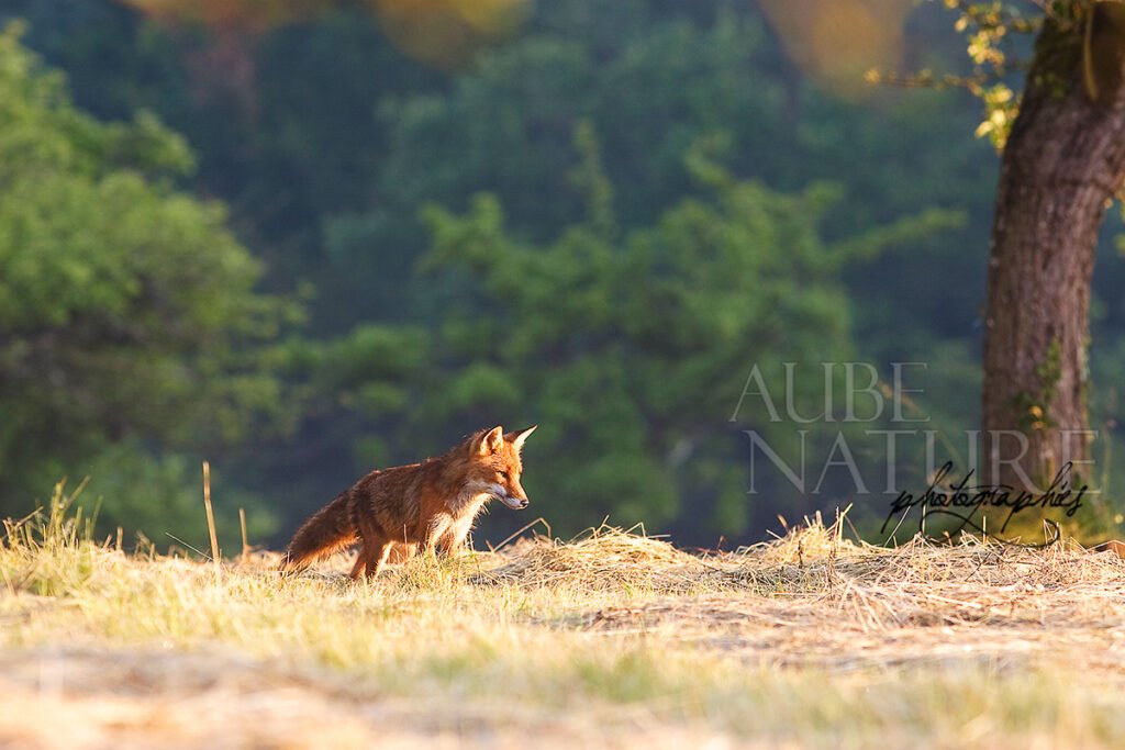 Renard roux durant le mulotage