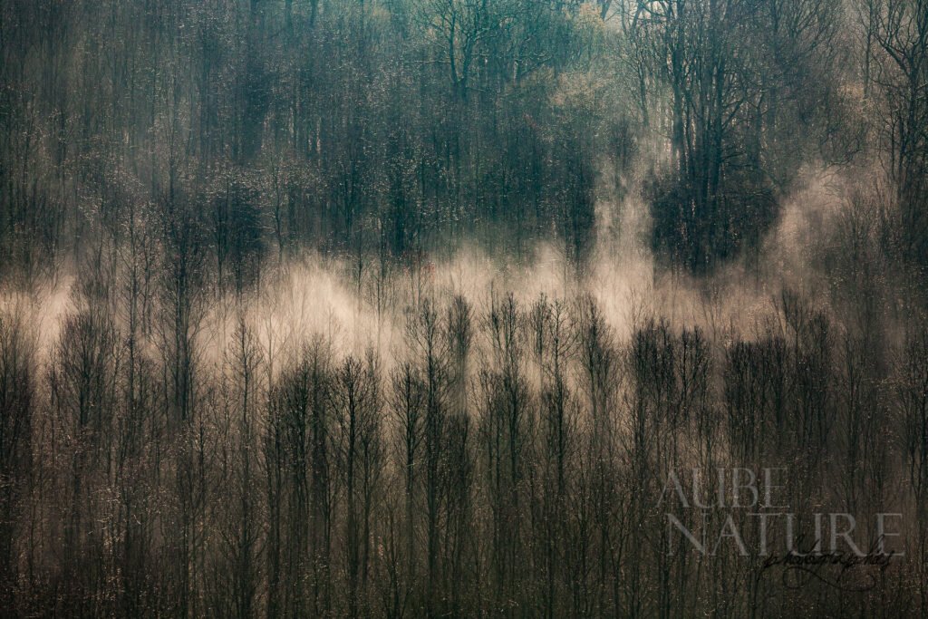 Brume dans les arbres dans l'Aube