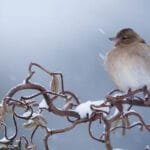 Pinson des arbres posé sur un noisetier tortueux
