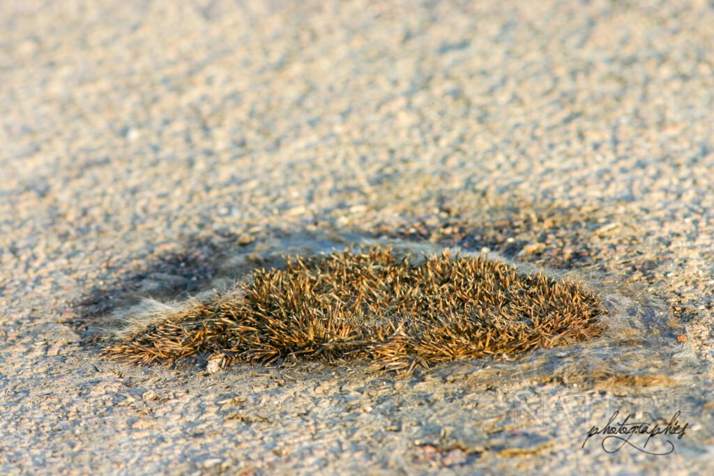 Cadavre de hérisson sur une route