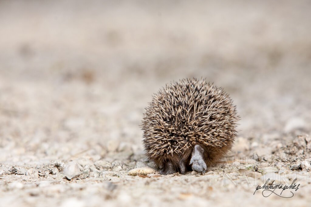 Hérisson vu de dos