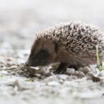 Hérisson d'Europe