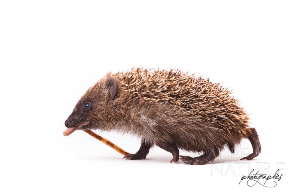 Hérisson photographié en studio