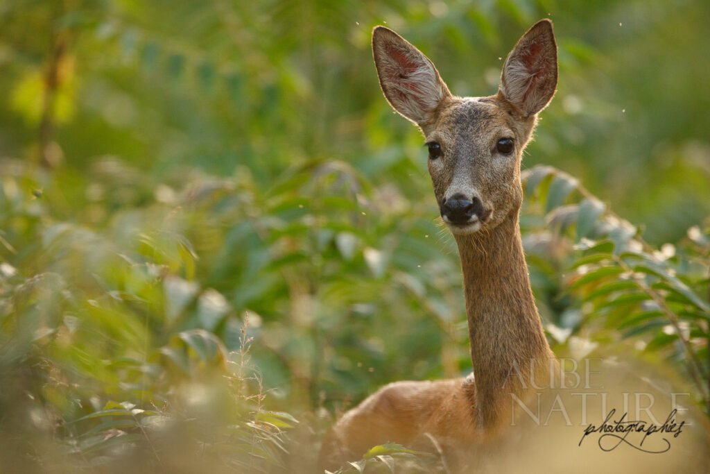 Chevrette hongroise (femelle chevreuil)