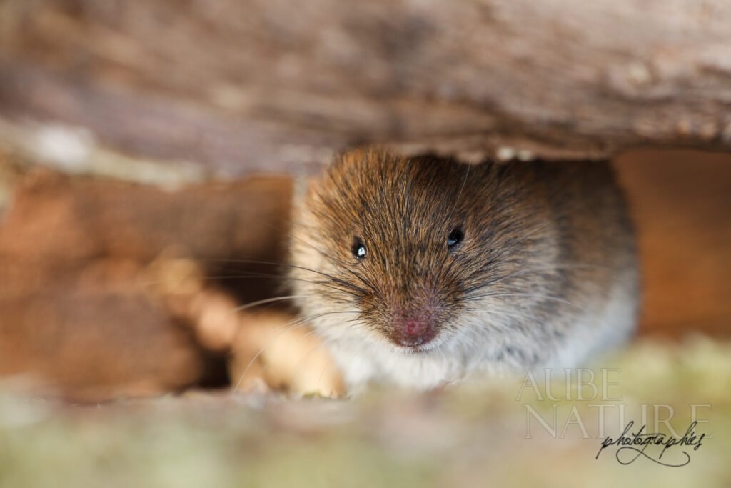 Campagnol roussâtre