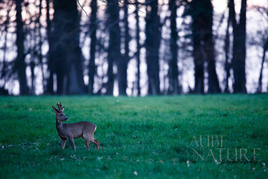 Chevreuil à la nuit tombée