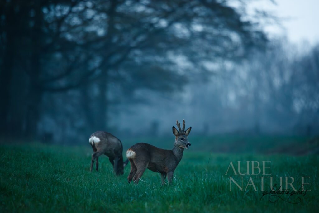 Chevreuil sous la pluie