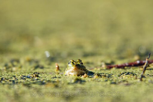Grenouilles vertes
