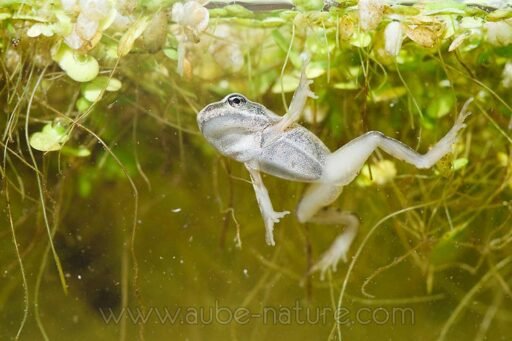 Imago de grenouille rousse