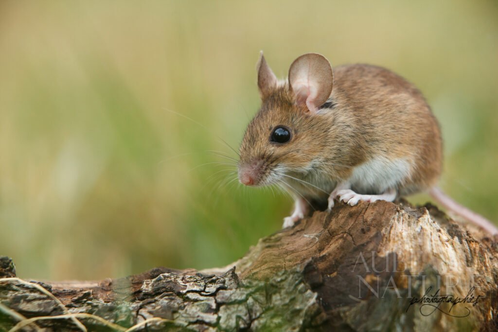 Mulot sylvestre sur une branche