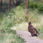 Pygargue à queue blanche