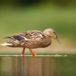 Canard colvert (femelle)