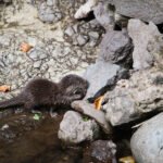 Jeune loutre d'Europe