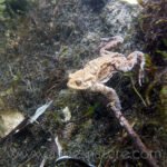 Crapaud commun évoluant sous l'eau
