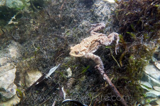 Crapaud commun évoluant sous l'eau