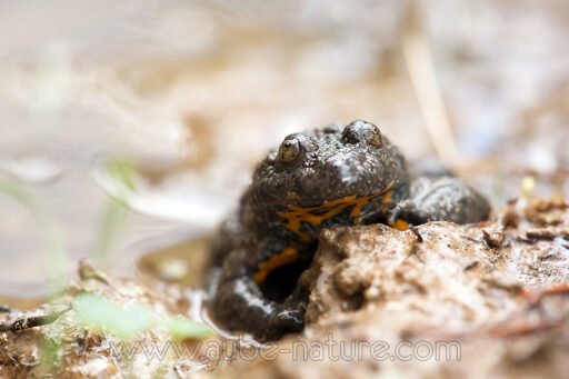 Sonneur à ventre jaune