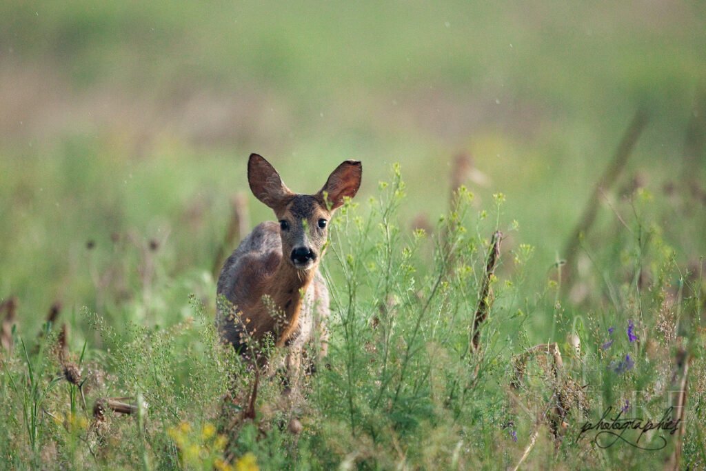 Chevrette sous la pluie