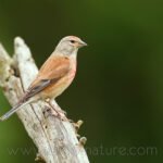 Linotte mélodieuse femelle