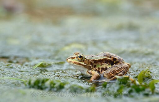Grenouille verte
