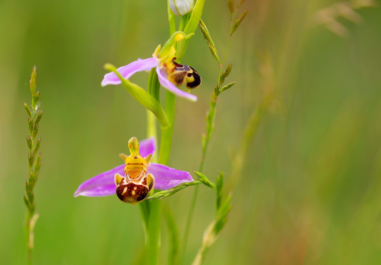Thésaurus Lightroom orchidées de France