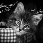 Conversion d'images en noir et blanc avec Adobe Lightroom