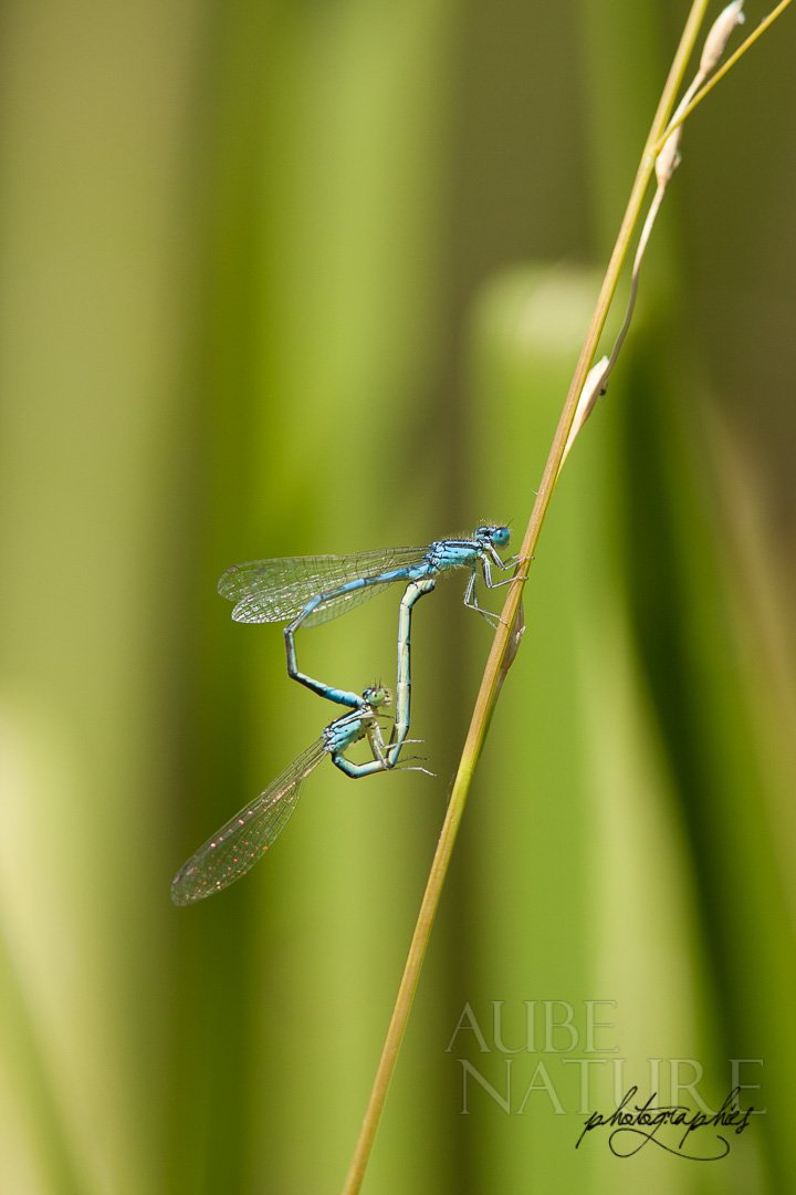 Accouplement agrion à larges pattes
