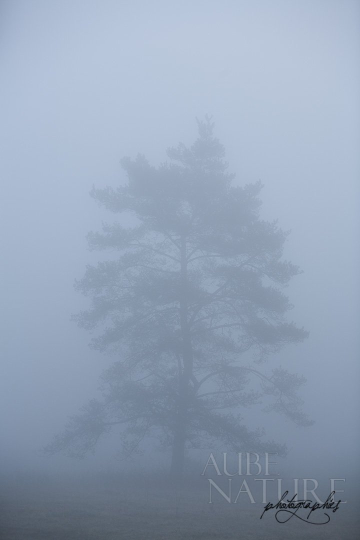 Arbre dans la brume matinale