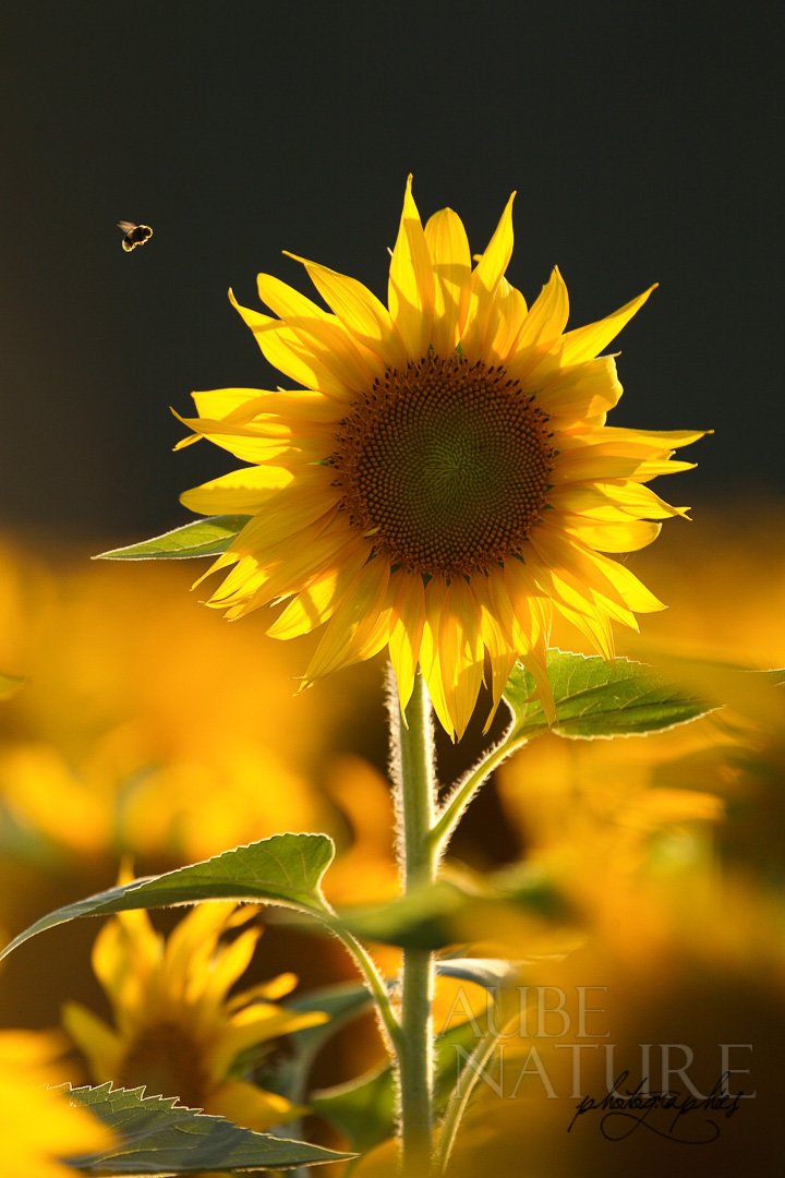 Bourdon des prés (Bombus pratorum) dans les tournesols