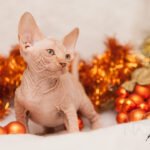 Chaton sphynx et sapin de Noël