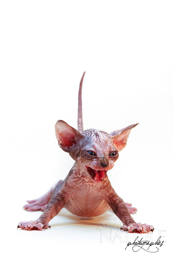 Photo Le Chat Nu Ce Gremlin S