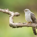 Coucou gris sur une branche tortueuse