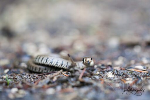 Couleuvre à collier