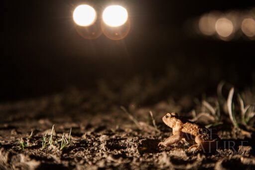 Crapaud en bordure de route