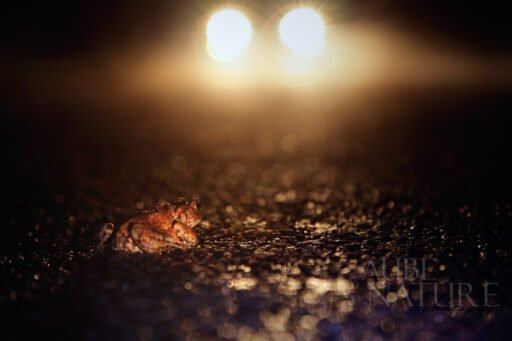 Traversée de la route par un crapaud commun