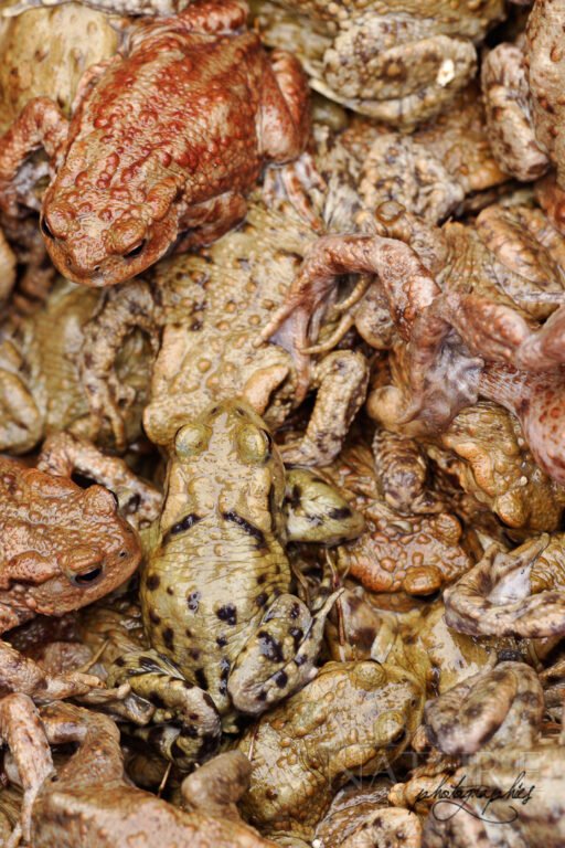 Crapauds communs entassés dans un seau (Parc naturel de la Forêt d'Orient, Aube, France)