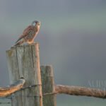 Faucon crécerelle (Falcon tinnunculus)