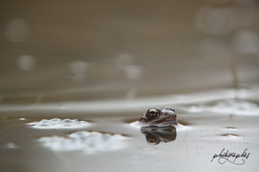 Grenouille rousse en surface