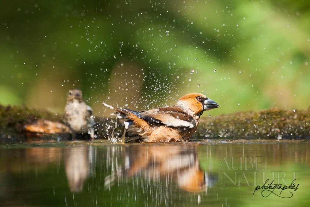 Grosbec casse-noyaux au bain en forêt (Hongrie)