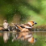Grosbec casse-noyaux au bain en forêt (Hongrie)